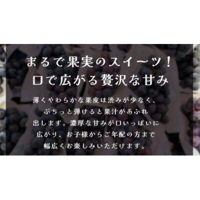ナガノパープル 約5kg (7～9房)【2026年9月上旬発送開始】