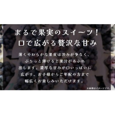 ナガノパープル 約2.5kg (4～6房)【2026年8月下旬発送開始】