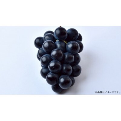 ナガノパープル 約2.5kg (4～6房)【2026年8月下旬発送開始】