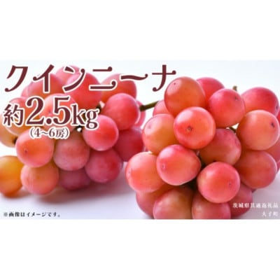 クインニーナ 約2.5kg (4～6房) 【2026年8月下旬発送開始】
