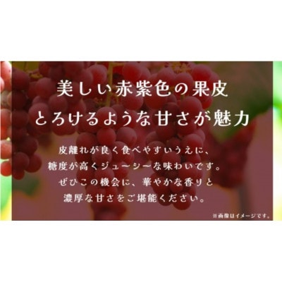 クインニーナ 約2.5kg (4～6房) 【2026年8月下旬発送開始】