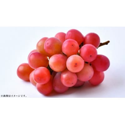 クインニーナ 約2.5kg (4～6房) 【2026年8月下旬発送開始】