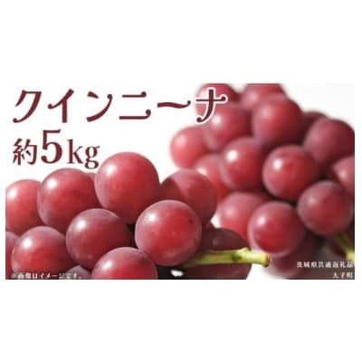 クインニーナ 約5kg (7～9房) 【2026年9月上旬発送開始】