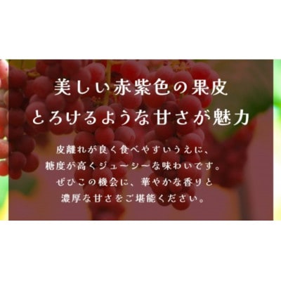 クインニーナ 約5kg (7～9房) 【2026年9月上旬発送開始】