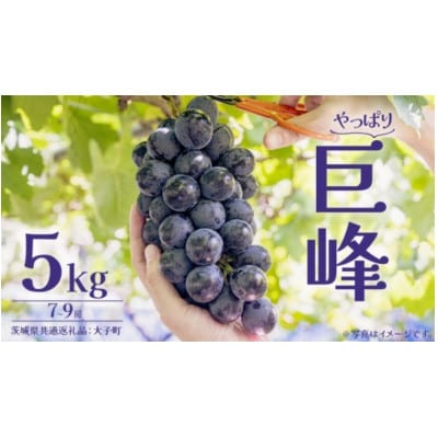 巨峰 5kg (7～9房) 【2026年7月上旬発送開始】