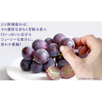 巨峰 5kg (7～9房) 【2026年7月上旬発送開始】