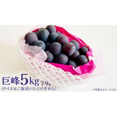 巨峰 5kg (7～9房) 【2026年7月上旬発送開始】
