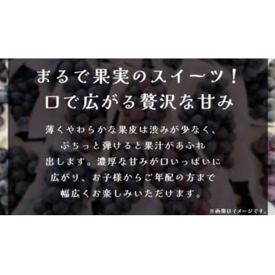 【訳あり】ナガノパープル 3kg 【2026年9月上旬発送開始】