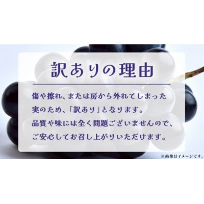 【訳あり】ナガノパープル 3kg 【2026年9月上旬発送開始】