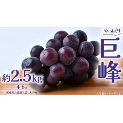 巨峰 2.5kg (4～6房)【2026年8月下旬発送開始】