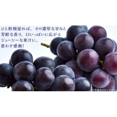 巨峰 2.5kg (4～6房)【2026年8月下旬発送開始】
