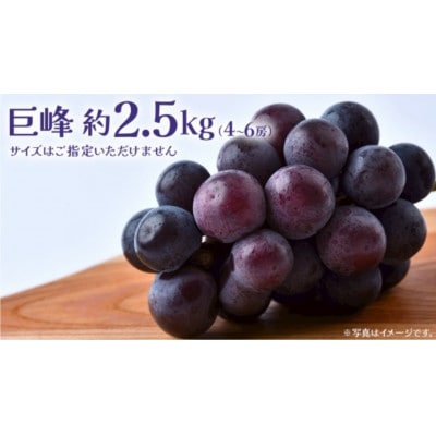巨峰 2.5kg (4～6房)【2026年8月下旬発送開始】