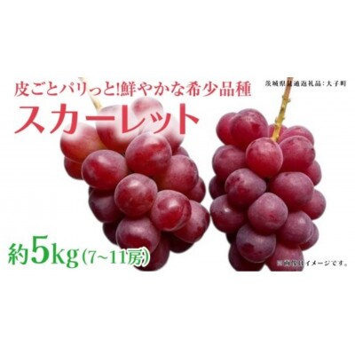 スカーレット 5kg 【2026年7月上旬発送開始】