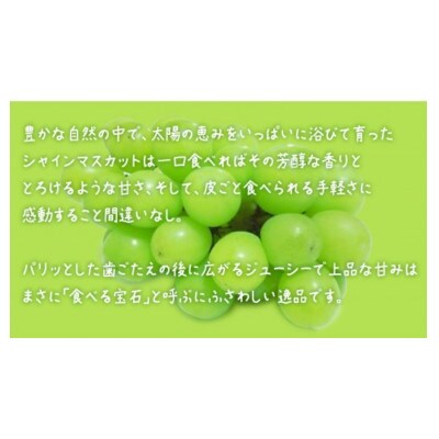 【 お中元 熨斗付き】 シャインマスカット 2房 【2026年7月上旬発送開始】