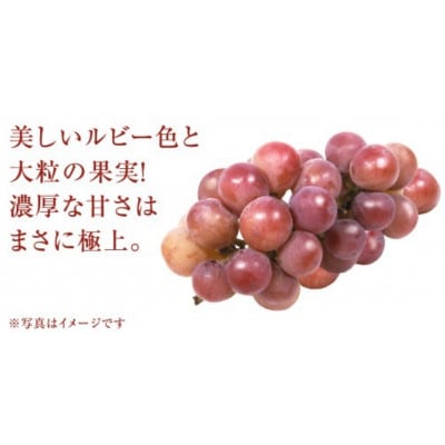 ゴルビー 2.5kg (4～6房)【2026年8月下旬発送開始】