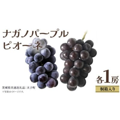 【桐箱入り】 ナガノパープルとピオーネ (各1房)【2026年8月上旬発送開始】