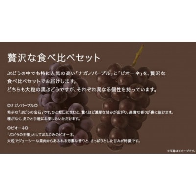 【桐箱入り】 ナガノパープルとピオーネ (各1房)【2026年8月上旬発送開始】