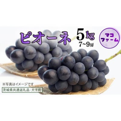 ピオーネ 5kg (7～9房)【2026年7月上旬発送開始】