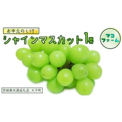 【 お中元 熨斗付き】 シャインマスカット 1房 【2026年7月上旬発送開始】