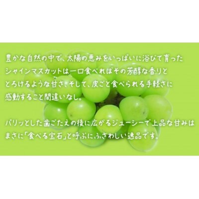 【 お中元 熨斗付き】 シャインマスカット 1房 【2026年7月上旬発送開始】