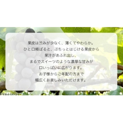 【桐箱入り】 ナガノパープル 1房 【2026年8月上旬発送開始】