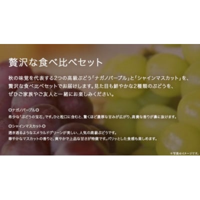 【 桐箱入り 】 ナガノパープル と シャインマスカット (各1房)【2026年8月上旬発送開始】