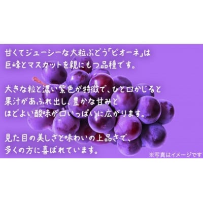 ピオーネ 2.5kg (4～6房)【2026年8月下旬発送開始】