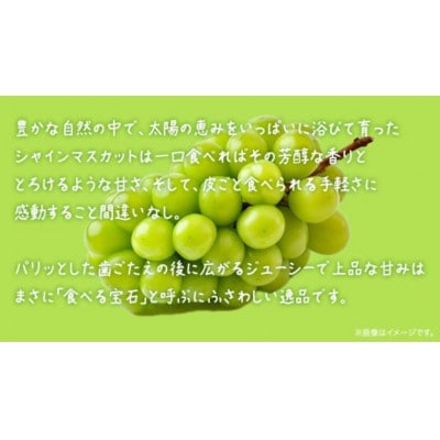 シャインマスカット 3kg