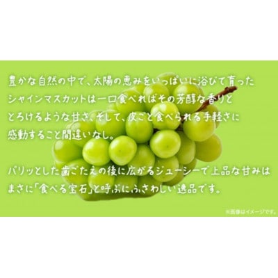 シャインマスカット 2.5kg 【2026年8月下旬発送開始】