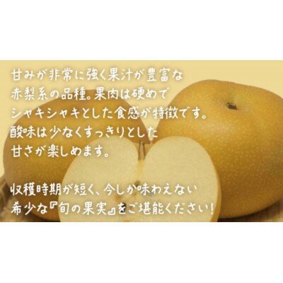 【 お中元 桐箱入り 】 幸水 約3kg (6～8玉)【2026年8月上旬発送開始】