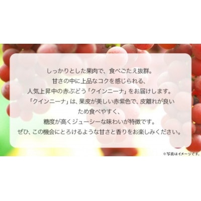 【桐箱入り】 クインニーナ1房