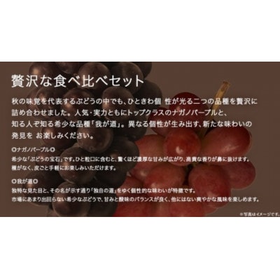 【桐箱入り】 ナガノパープルと我が道 (各1房)