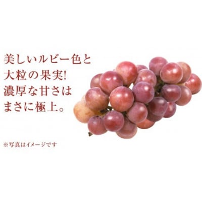ゴルビー 5kg (7～9房)