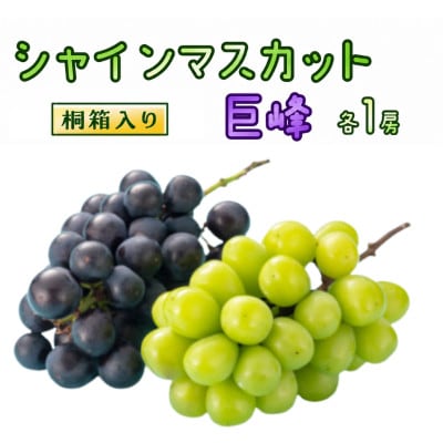 【桐箱入り】 シャインマスカット & 巨峰 (各1房)