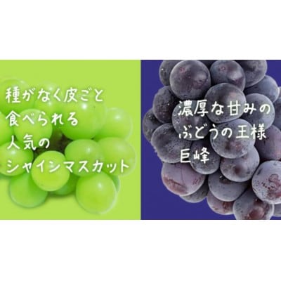【桐箱入り】 シャインマスカット & 巨峰 (各1房)