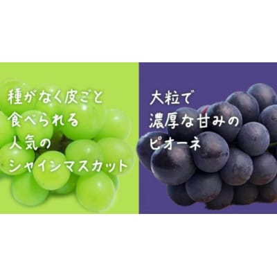 【桐箱入り】 シャインマスカット & ピオーネ (各1房)