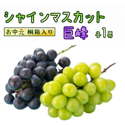 【 お中元 桐箱入り 】 シャインマスカット & 巨峰 (各1房)