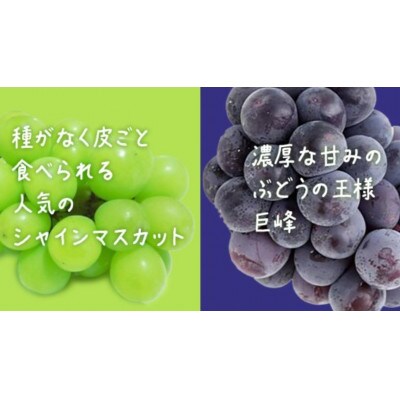 【 お中元 桐箱入り 】 シャインマスカット & 巨峰 (各1房)