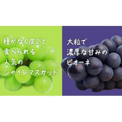 【 お中元 桐箱入り 】 シャインマスカット & ピオーネ (各1房)