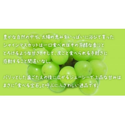 【 お中元 桐箱入り】 シャインマスカット 2房