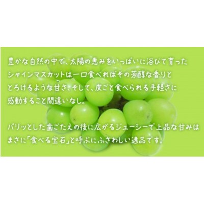 【 お中元 熨斗付き】 シャインマスカット 4房