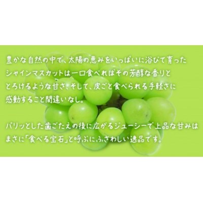 【のし付き】【お中元】『 シャインマスカット の宝石箱 (18粒) 』