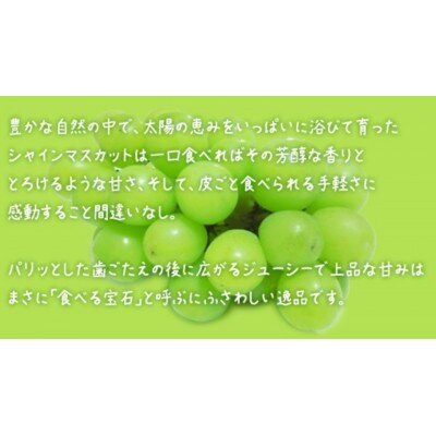 【のし付き】【お中元】『 シャインマスカット の宝石箱 (36粒) 』