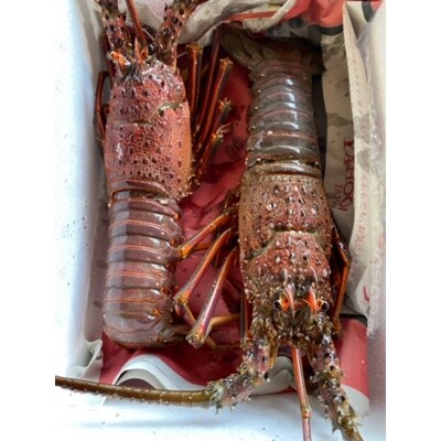 プリっぷり!活け伊勢海老2尾 約550g(1尾約250g~300g)