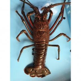 伊勢海老 人気お礼品ランキング 週間 ふるさと納税サイト さとふる