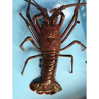 プリっぷり!活け伊勢海老1尾