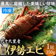 甘い!旨い!冷凍品とは思えない!活け〆リキッド冷凍伊勢海老(刺身用) 約250g/1尾入り