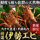 【訳あり】8/2～発送開始!プリっぷり!活け伊勢海老 3～5尾 約1kg