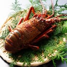 甘い!旨い!活け〆リキッド冷凍伊勢海老(刺身用)約240～260g/1尾