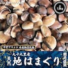 九十九里産　活はまぐり　約1.5kg